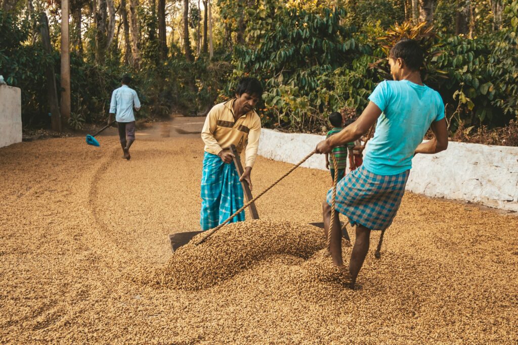 why-coffee-is-the-best-career-for-travel-lovers-south-india-parchment-drying-farmers