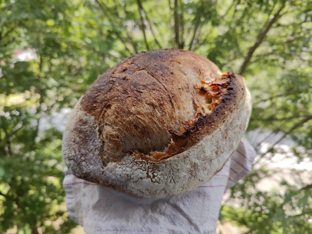 the-best-sourdough-bread-in-krakow-poland-massolit-bakes